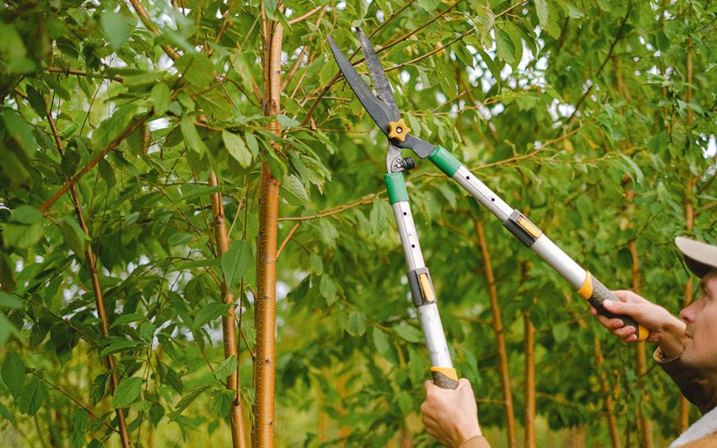 Tree trimming in Itmann, WV