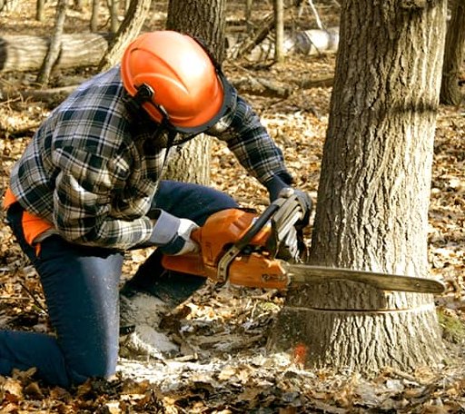 Tree Removal in Itmann, WV